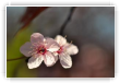 Fleurs de prunus