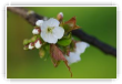 Fleur de cerisier