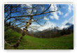 bourgeons des alpes