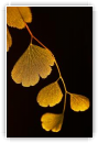 Ginkgo