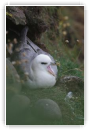 Fulmar boréal