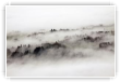 Brume et ses arbres