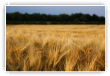 Champ de blés