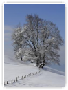 Arbre en Hiver