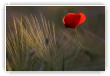 coquelicot