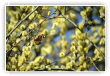 Premiers bourgeons