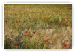 Coquelicots
