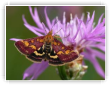 Pyrausta purpuralis 1