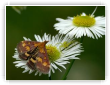 Pyrausta_purpuralis_2