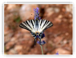 Machaon