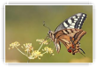 machaon