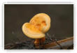 Clitocybe Orangé