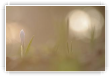 Crocus