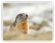 Pelage fauve de la marmotte au réveil de printemps
