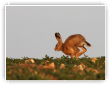 Lièvre ou fauve à la course