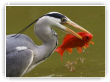 Héron et poisson rouge