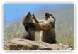 Jeux de marmottes 1