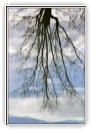 Reflets d'hiver