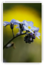 myosotis
