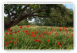 Coquelicots plein vent