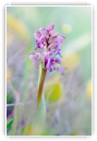 Pastels d'orchis