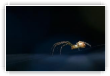 Araignée_2
