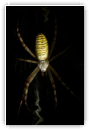 Argiope frelon