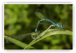 conagrion