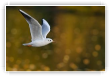 Mouette en or