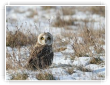 Hibou des marais en visite hivernale