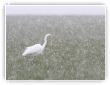 Aigrette dans la tourmente