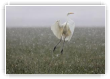 Aigrette sous la neige