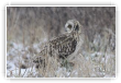 Hibou des Marais et neige