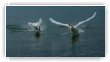 Cygnes