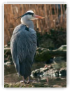 Héron cendré