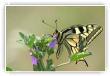 Machaon