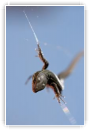 Lézard_pris_dans_une_toile_d'araignée