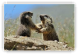 Jeux de marmottes 2