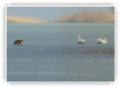 renard et cygnes sur glace