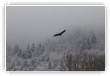 vautour dans la brume